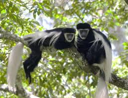 Colobus Trust - Diani Beach