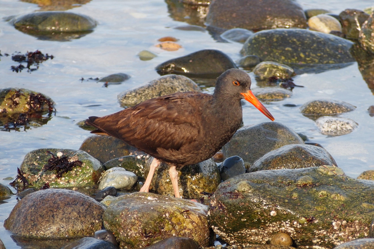 A Juvenile Black Oystercatcher site of bikesbirdsbeaches!