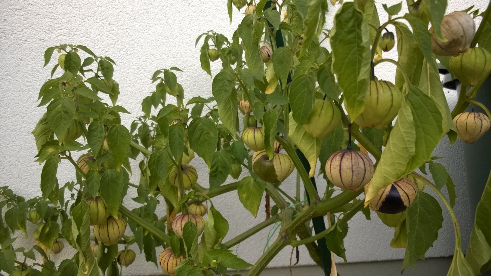 Tomatillo Historische Gemüsesorten aus dem Großen Freien
