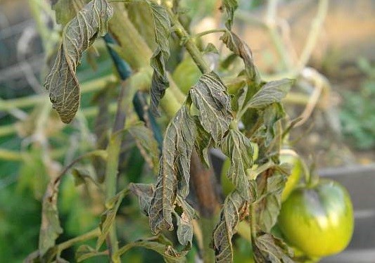 Tomatenpflanze mit Frostschaden