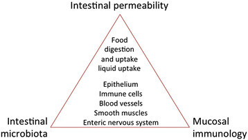 Darstellung der Dreiecksbeziehung zwischen Leaky Gut, Darmflora und Immunsystem.