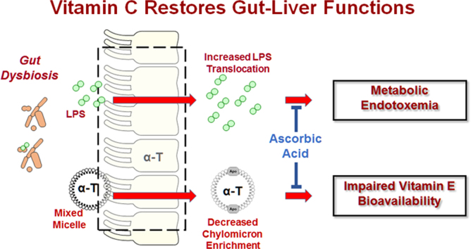 Darstellung der Entstehung metabolischer Endotoxämie bzw. daraus resultierender systemischer Entzündung aus einer Dysbiose des Darmmikrobioms via Lipopolysaccharide (LPS) (Bildquelle: Traber et al.,2019)