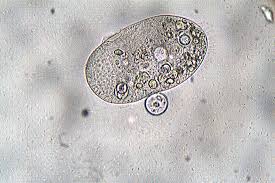 protozoaire
