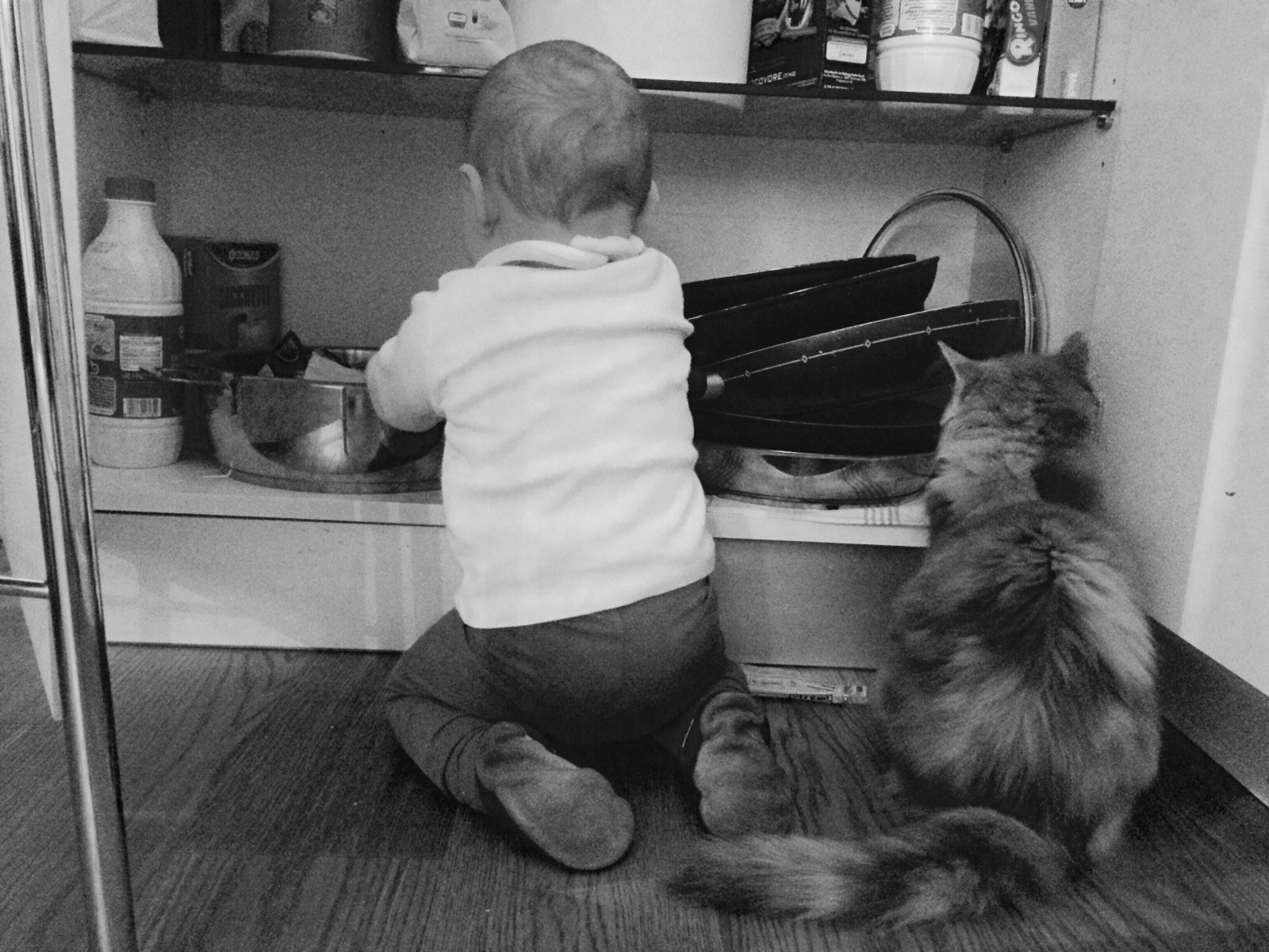 I Bambini E Il Gatto Siberiano Benvenuti Su Dellenevisiberiane