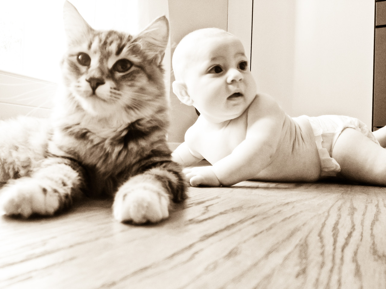 Allergia al Gatto Siberiano - Benvenuti su dellenevisiberiane!