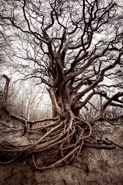 Olaf Mokansky: Baum / Alu-Dibond / 80x120 cm