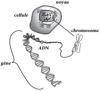 De la cellule au brin d'ADN - source : http://vieterre.canalblog.com