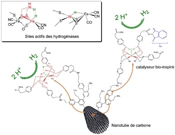 Catalyseur bio-inspiré pour la production d'hydrogène