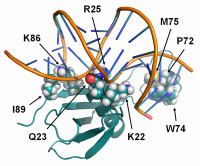 Exemple d'étude (2014) par RMN - Interaction ADN/protéine : la protéine MC1, une petite protéine architecturale de Methanosarcina qui courbe et compacte l’ADN de ces Archaea ( CNRS UPR 4301)