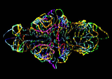 Barrière hémato-encéphalique d'un embryon vivant de poisson zèbre