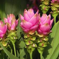 Curcuma