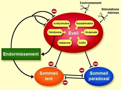 Le système « anti-éveil » est en effet mis en route par la sérotonine qui est produite durant l’éveil par les neurones du raphé antérieur qui se projettent directement vers l’hypothalamus et le cortex