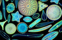 Les diatomées utilisent la silice dissoute dans l'eau pour former une double coque dans laquelle leur permettant d'échanger nourritures et déchets avec leur environnement.