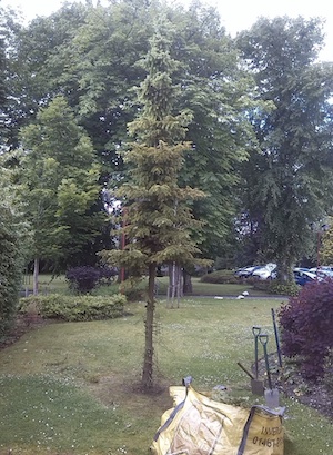 Tree with crown thinned and lifted to reduce density and improve shape.