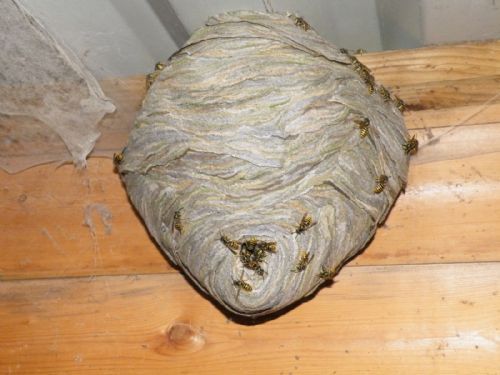 Wasp nest inside a shed, showing wasps clustered around the entrance.