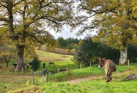 slow tourisme ferme ânes