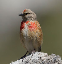 linotte mélodieuse