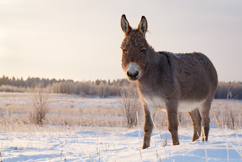 Séjour hivernal au Gîte des Ânes de Vassivière : confort et nature au rendez-vous