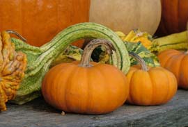 Novembre à la ferme : les travaux d'automne