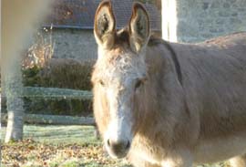 decouvrir ane