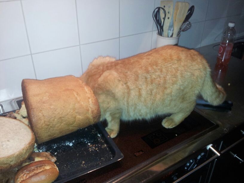 Charly kontrolliert, ob das Brot für die Pferde hart und trocken ist...