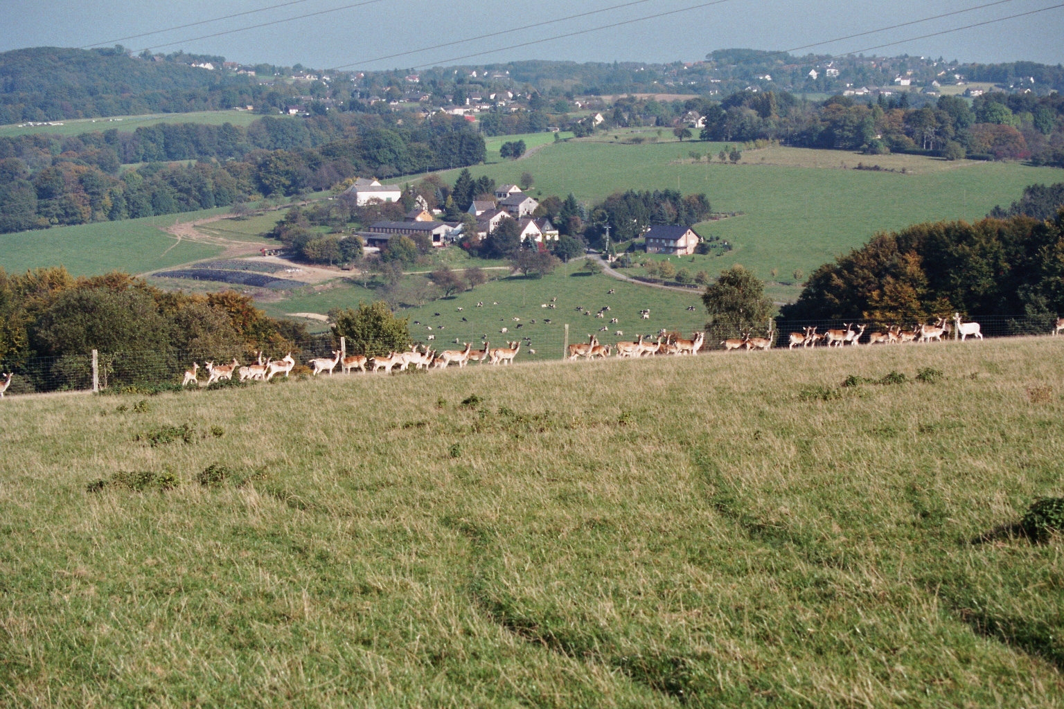 Damwildherde