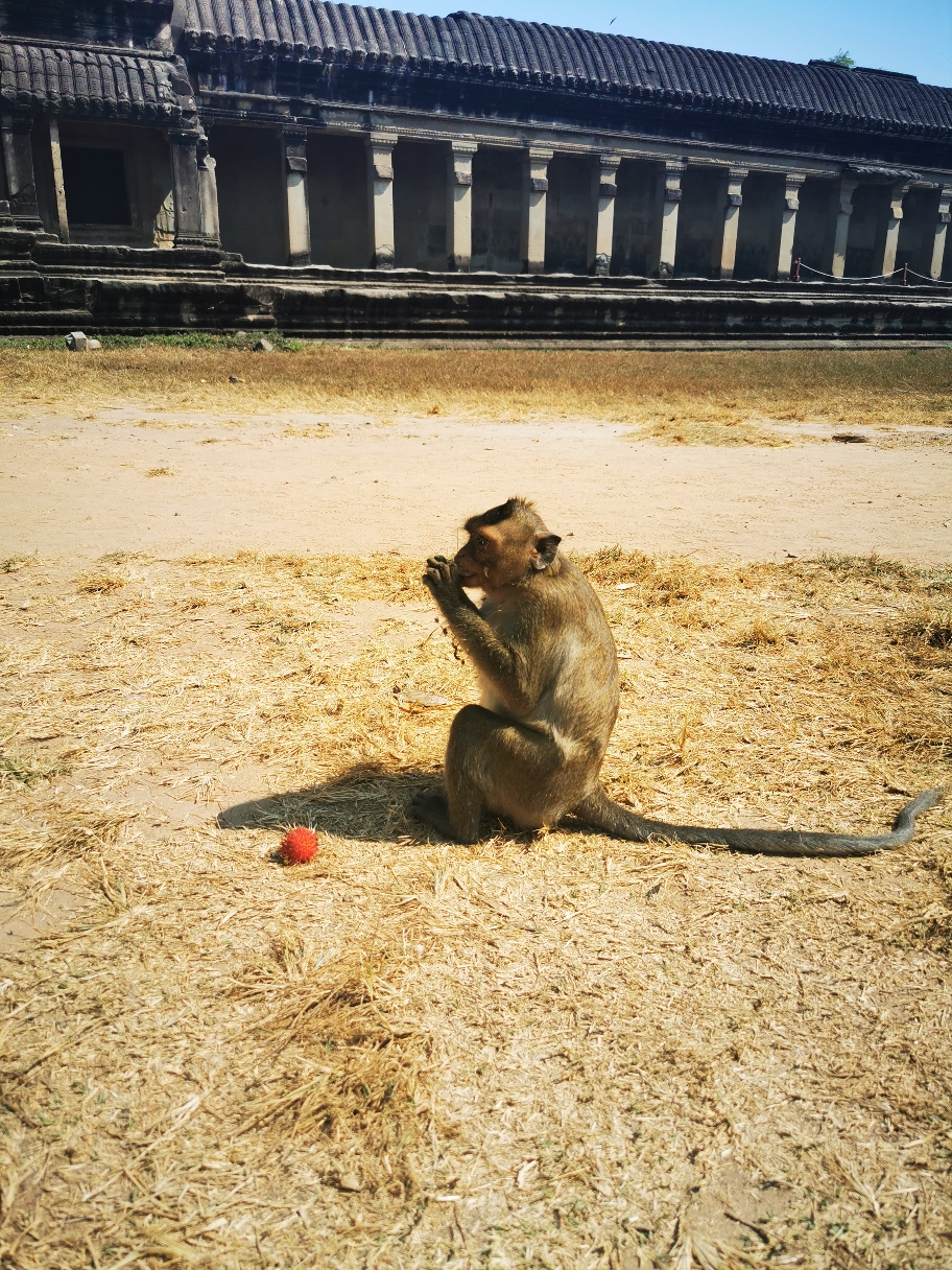 Dieser kleine Freund hat ein paar Rambutan Früchte von Basti stibizt
