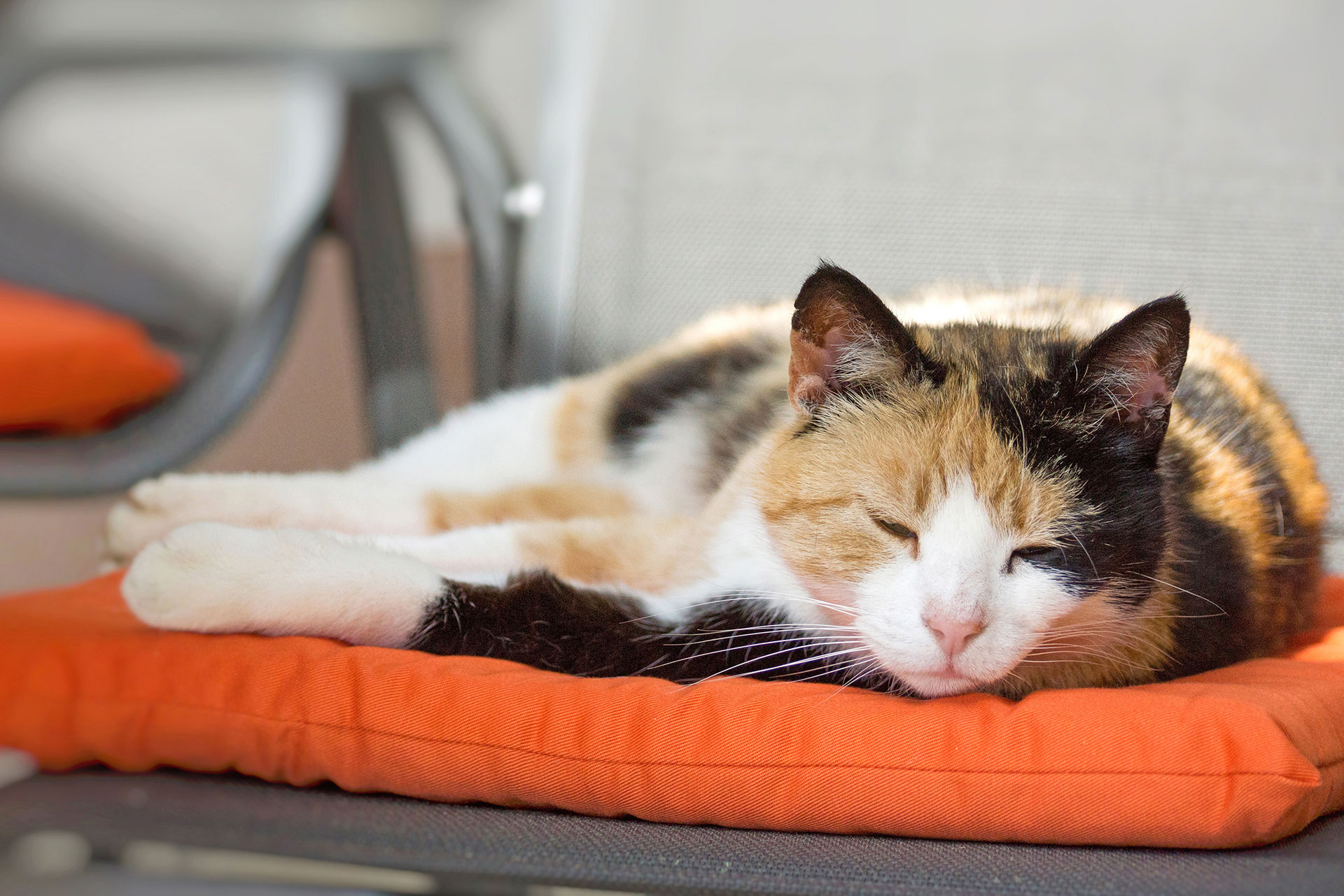 schlafende katze auf orangenem kissem