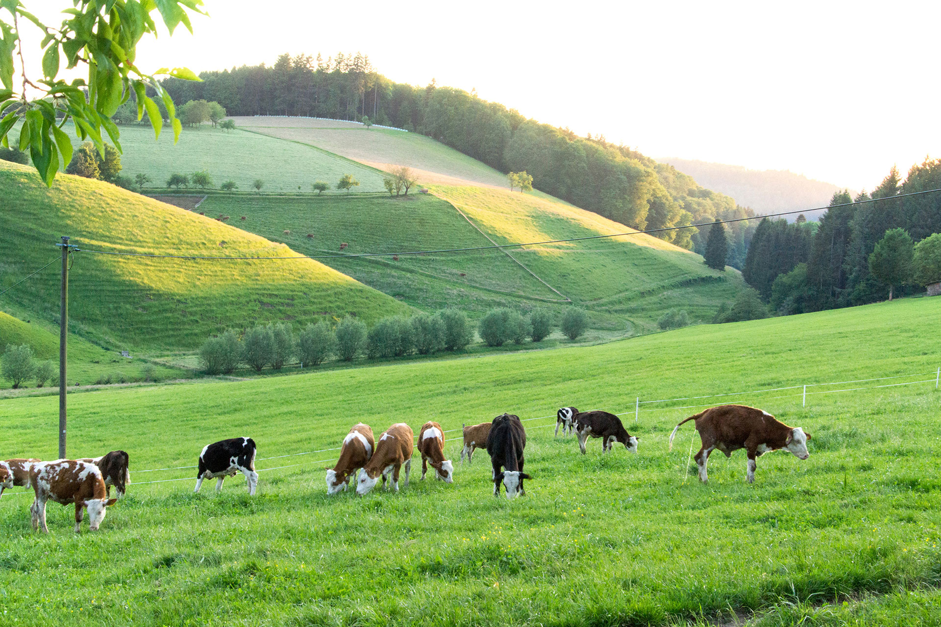 ferienhof foto kälber auf wiese am abend