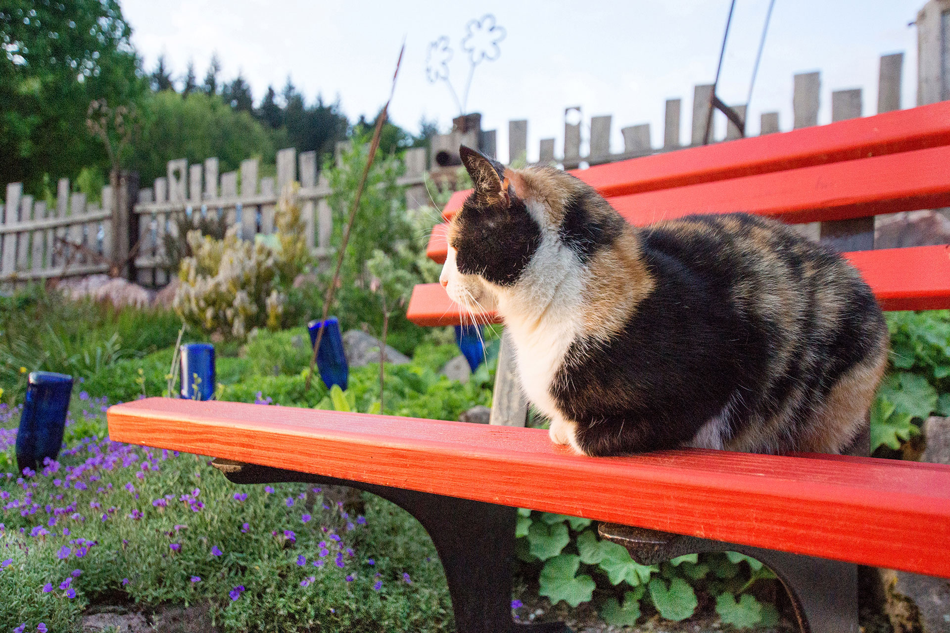 rotscharzbraune katze auf roter bank im barfusspark beim ferienhaus
