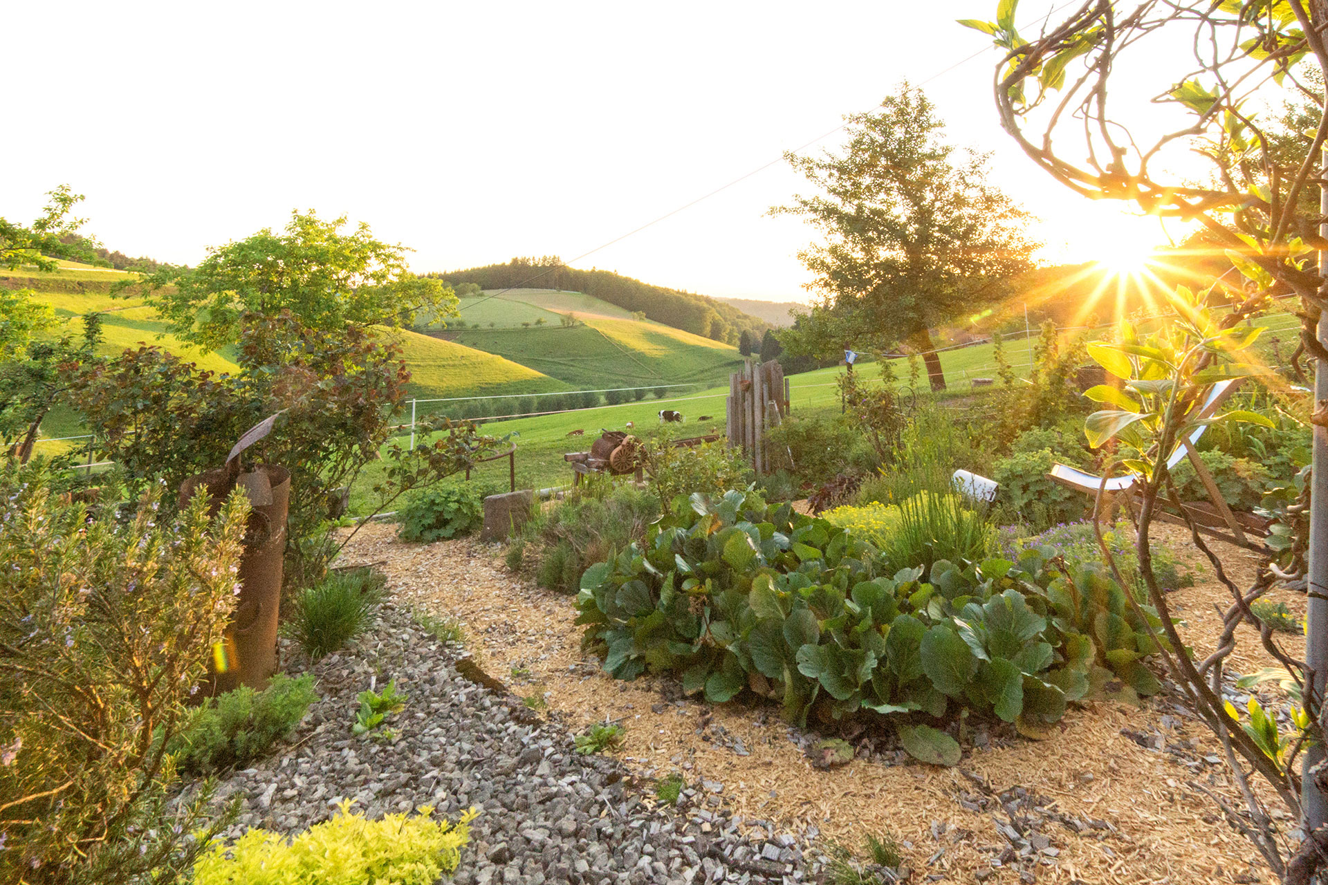 kräutergarten am abend mit Sonnenstern beim ferienhof