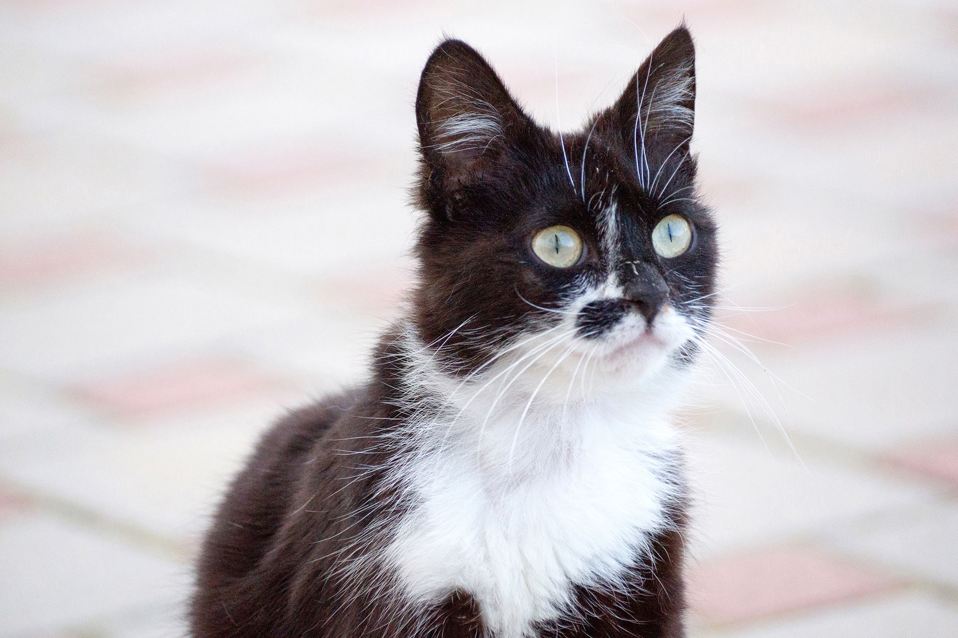 schwarzweise kleine katze schaut einem direkt an