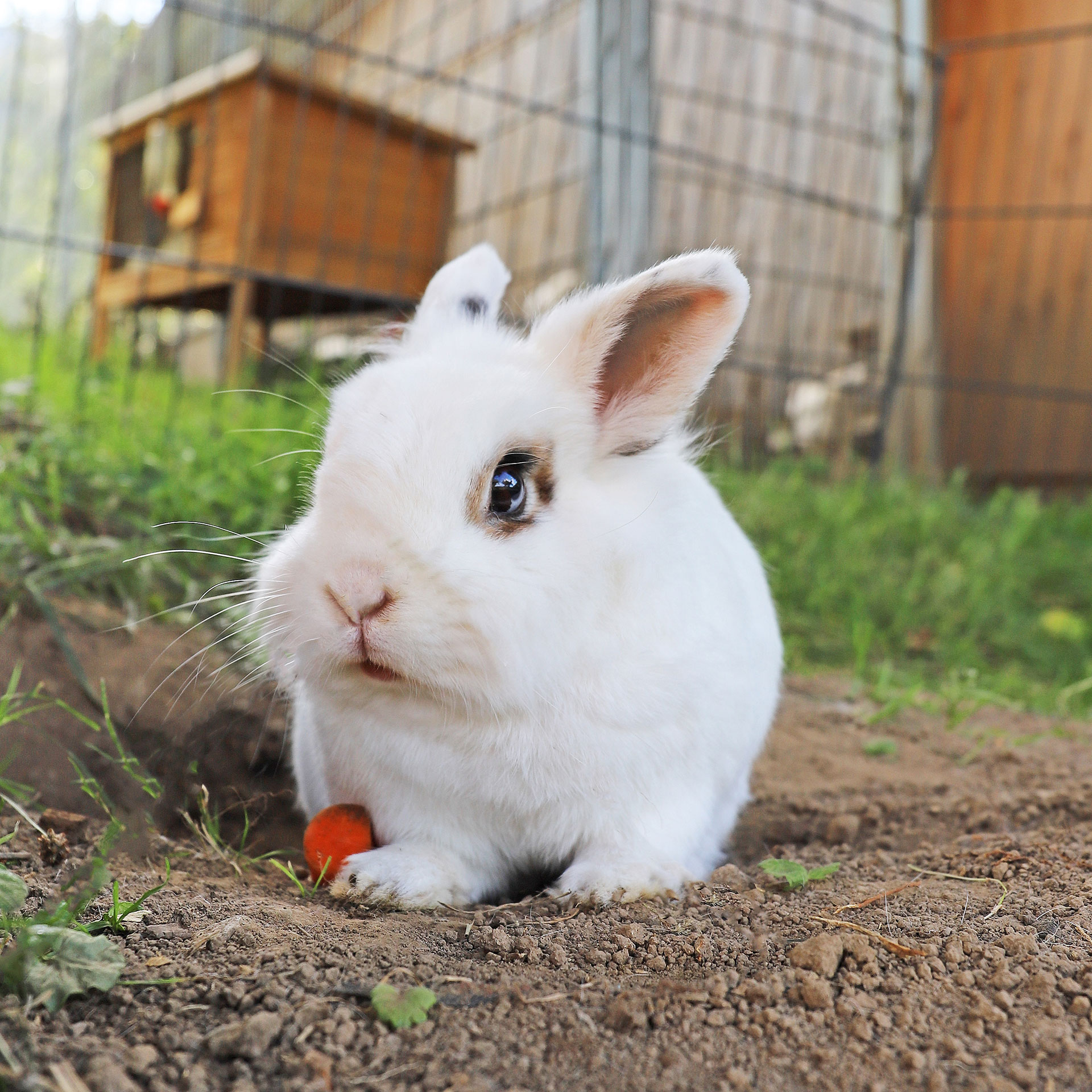 foto verbessern helles kaninchen mit hellem mund nachher