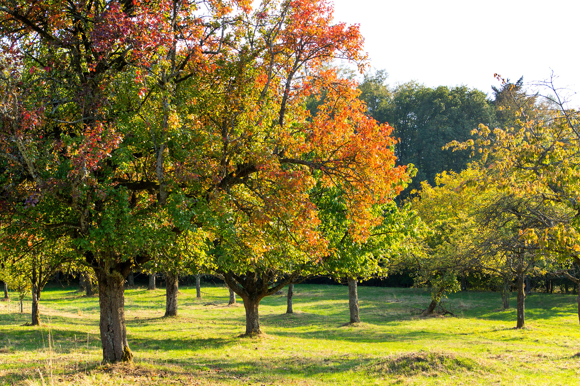 37  Herbst Walprechtsweiher1