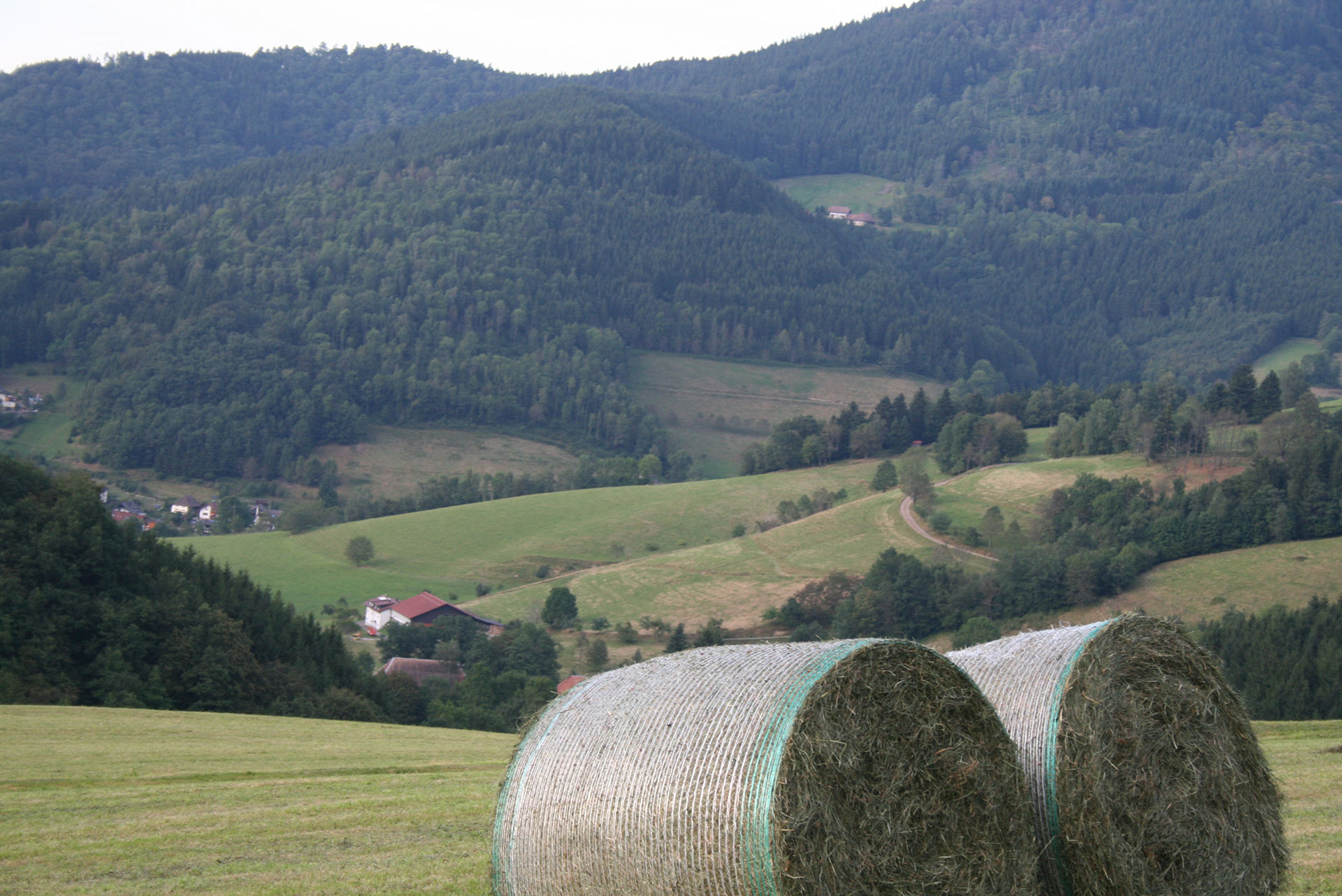 foto verbessern heuballen dunstig vorher