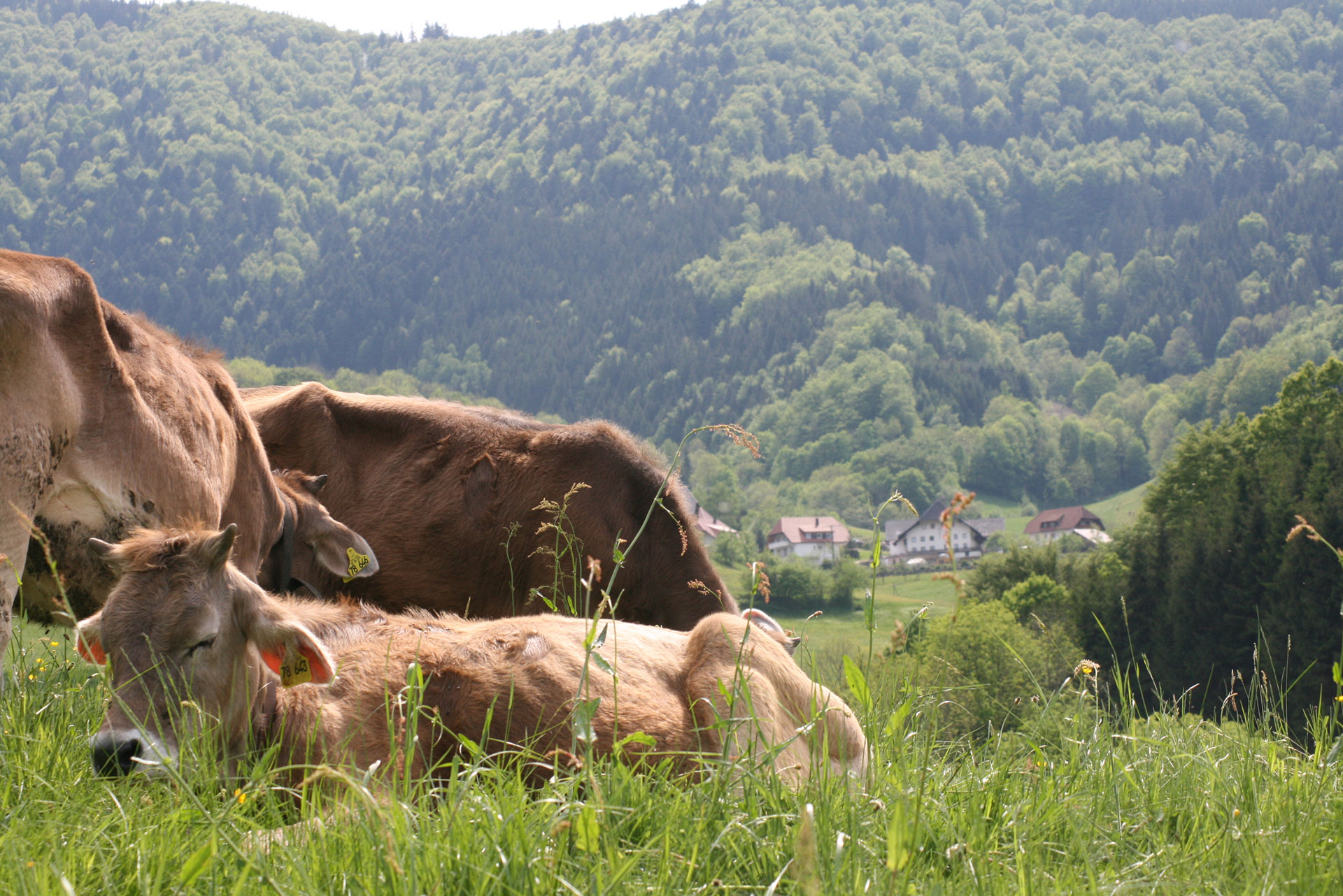 foto verbessern kühe mit kälbchen mit geschlossenen augen vorher