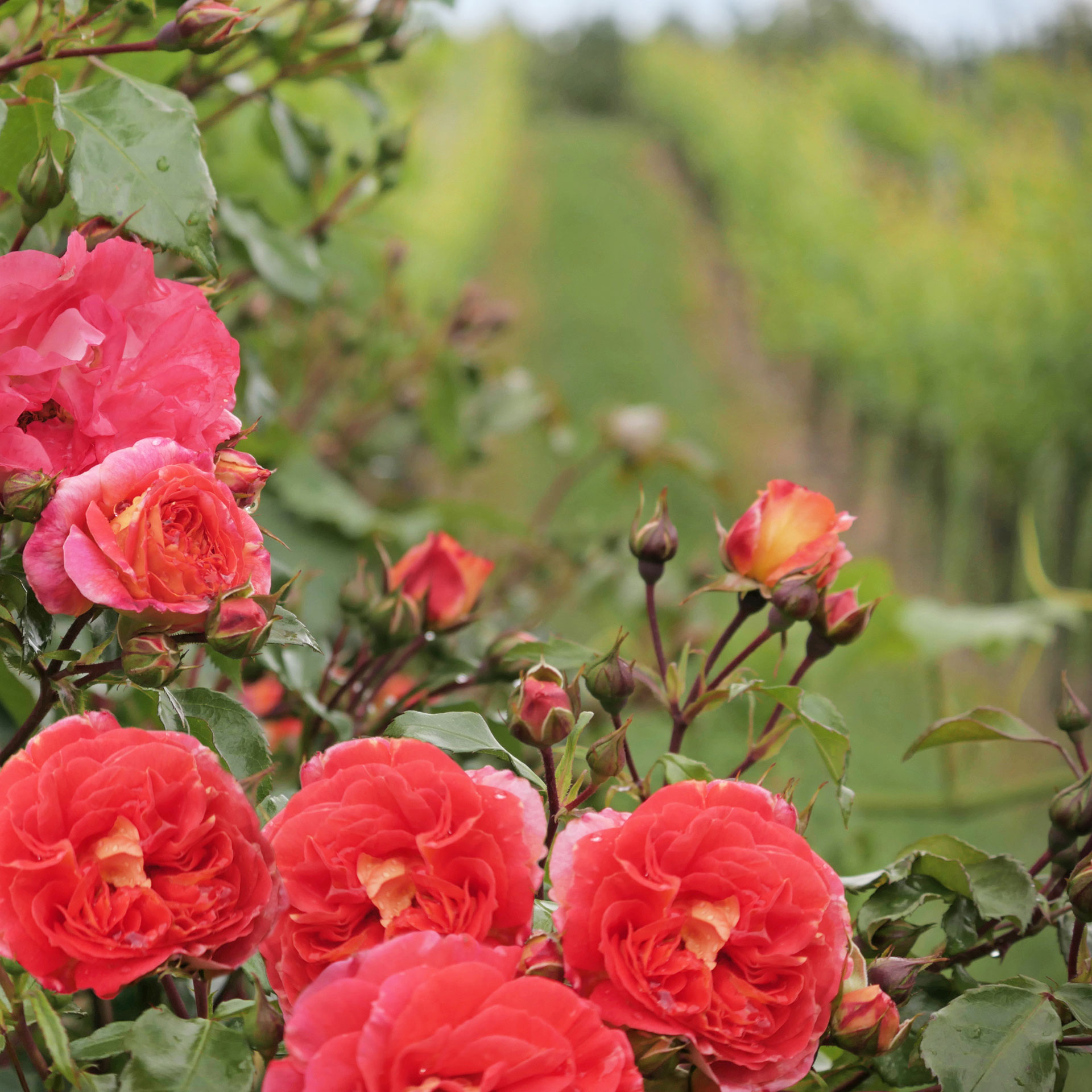 11 Rosen im Weinberg