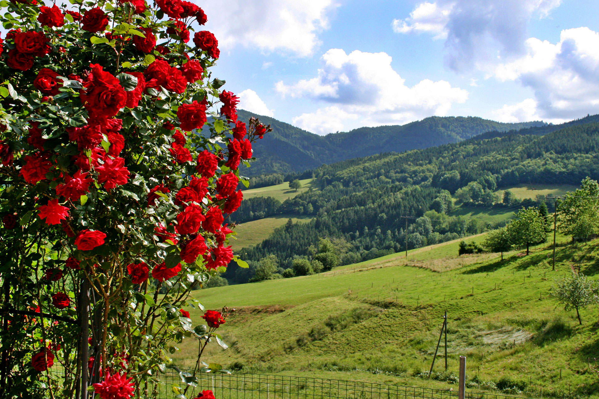 foto verbessern rosenbusch mit heller landschaft und blauem wolkenhimmel nachher