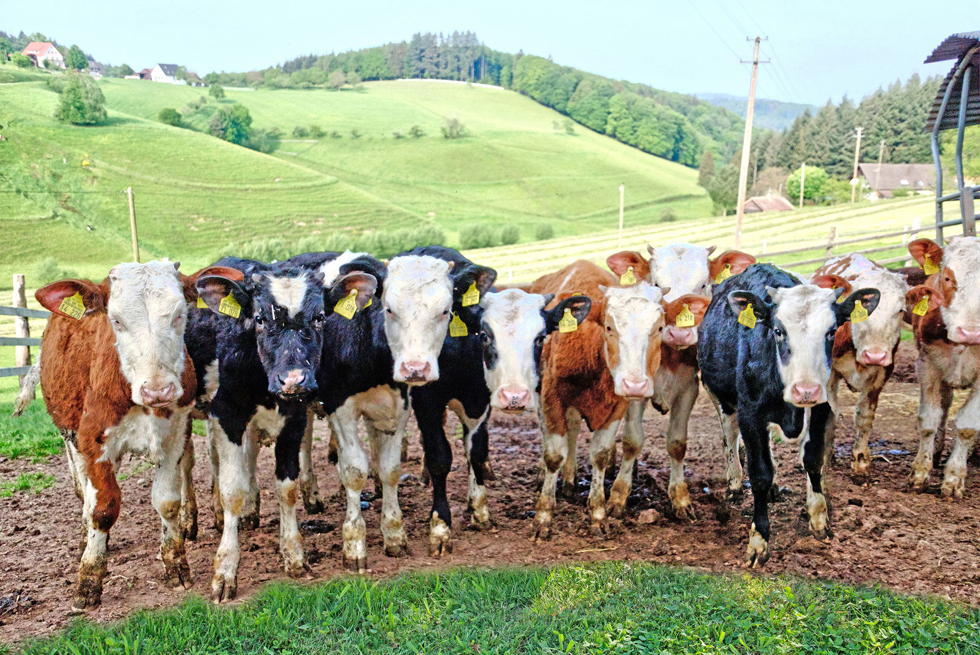 scharze braune kälber am rande der weide vom ferienhof