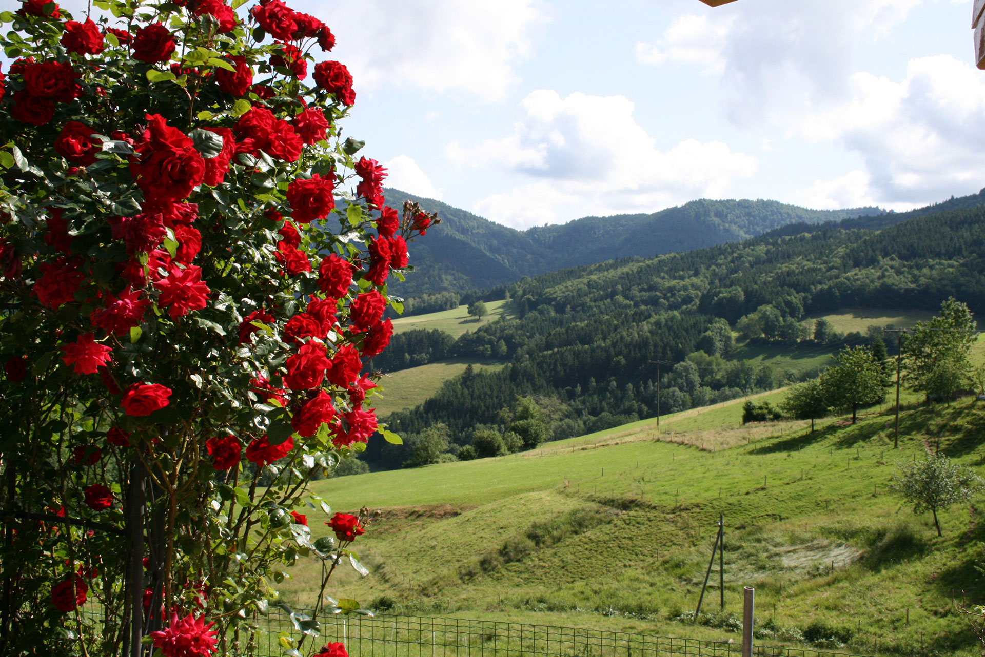 foto verbessern rosenbusch mit dunkler landschaft vorher