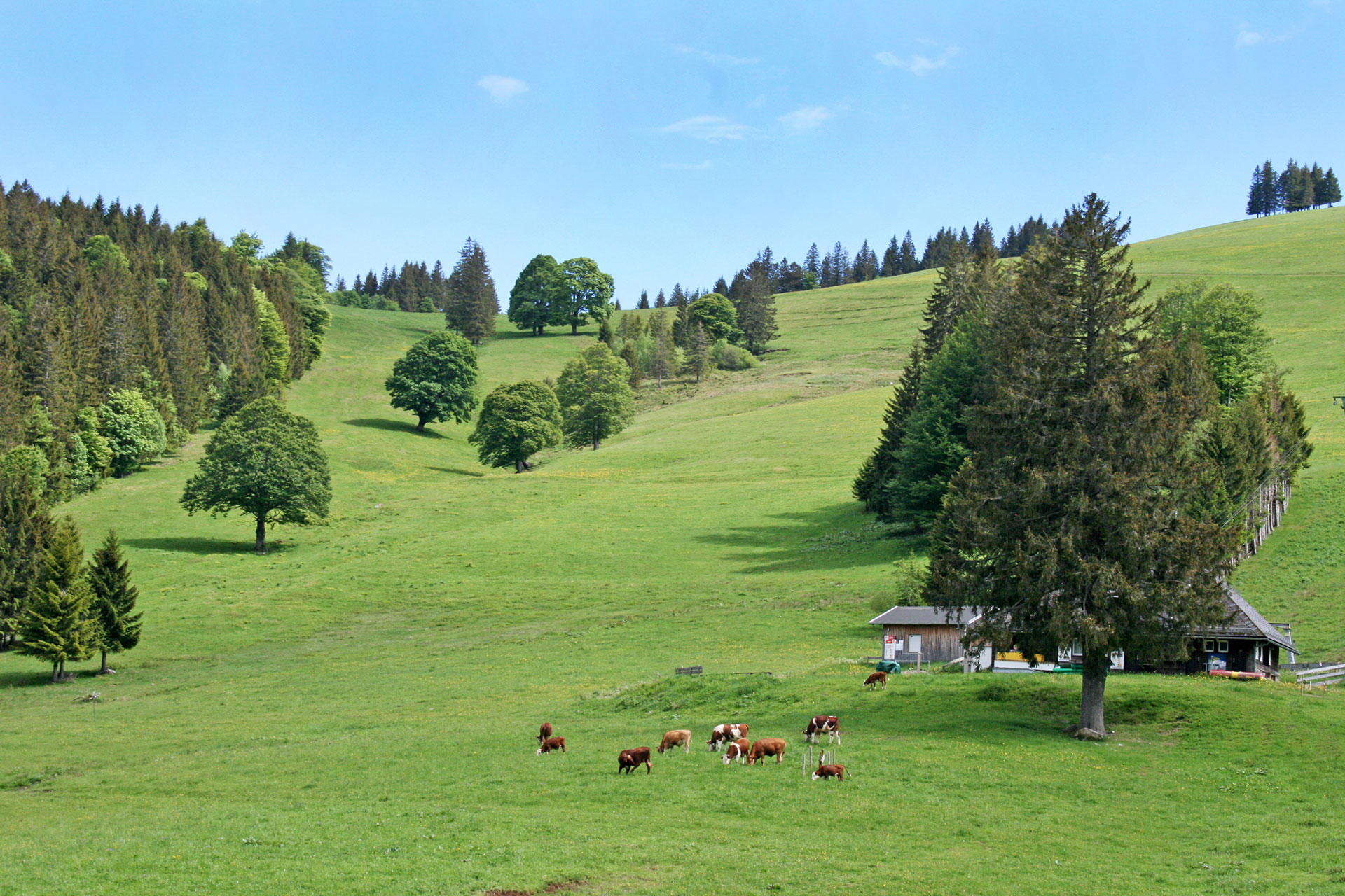 foto verbessern helle saftige wiesenlandschaft mit kühen nachher