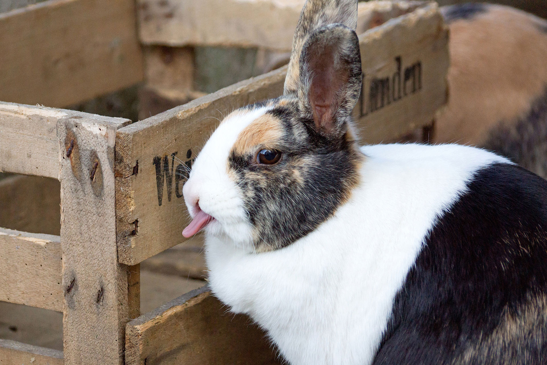 ferienhof foto kaninchen streckt zunge heraus