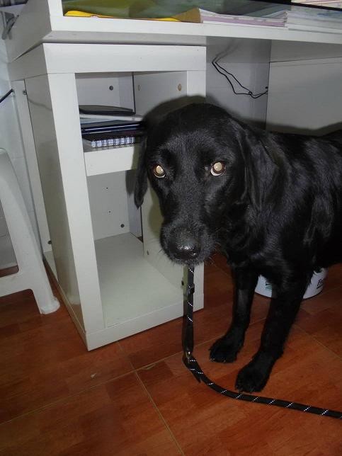 SUSI, salvada de la eutanasia simplemente por esperar cachorros y ahora feliz en Sevilla.  