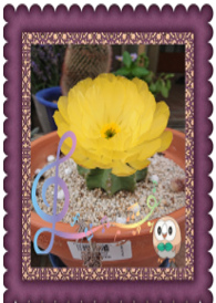 今年も咲きました　4回目　黄色サボテンの花