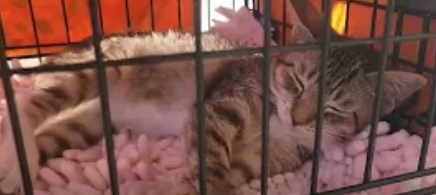 犬猫みなしご救援隊 三次市一斉TNR