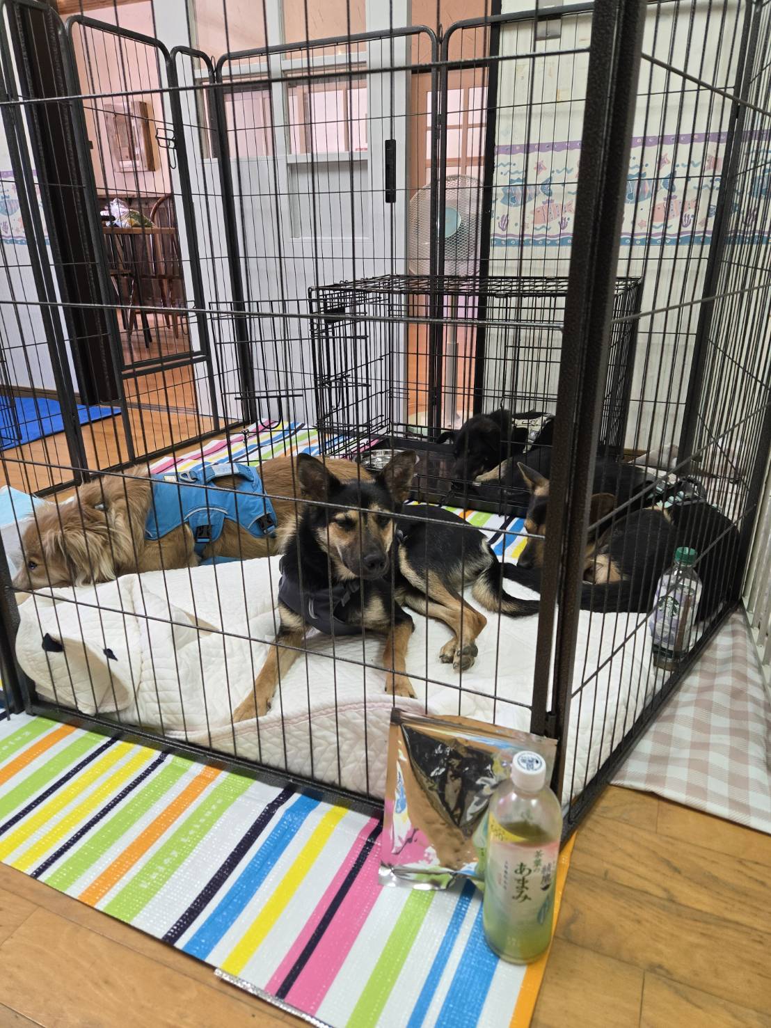 いぬとねこの譲渡会