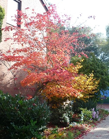 Herbstbaum