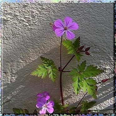 Mauerblümchen