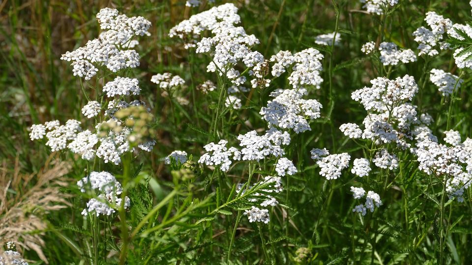 Achillée millefeuille - Achillea millefolium - Asteraceae