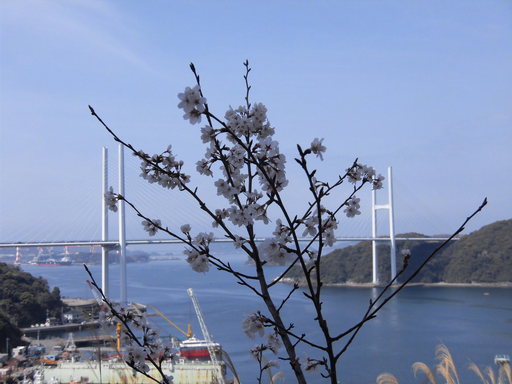 エルフから見た女神大橋と桜の花です。なかなかでした。